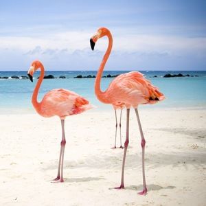 Meet your Posher, Ella